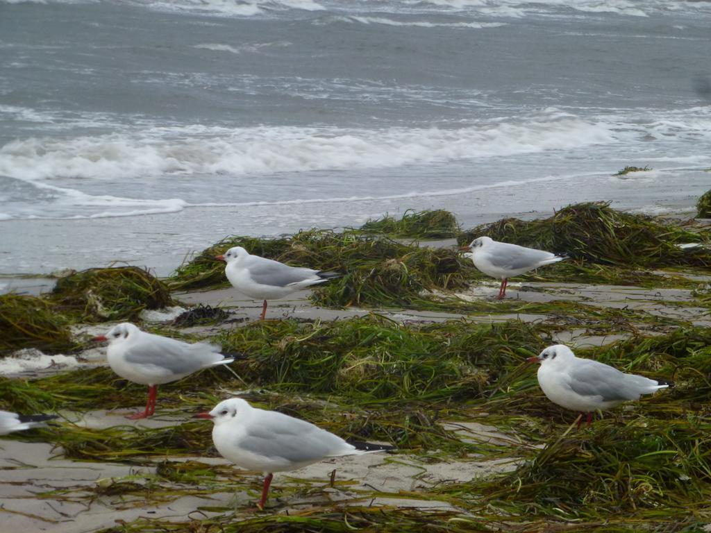 Strandläufer Zempin Zimmer foto